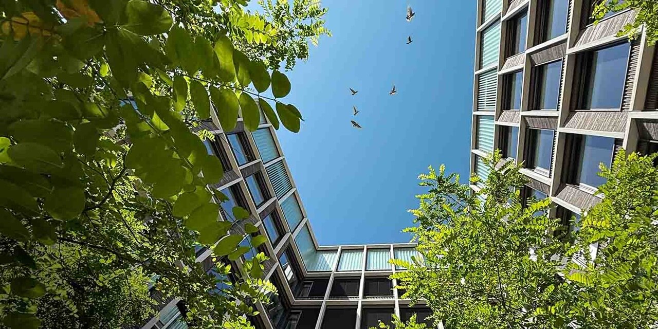 Building_with_birds_Enhanced_RGB-uwl