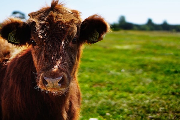 Chauffage à eau chaude, cogénération