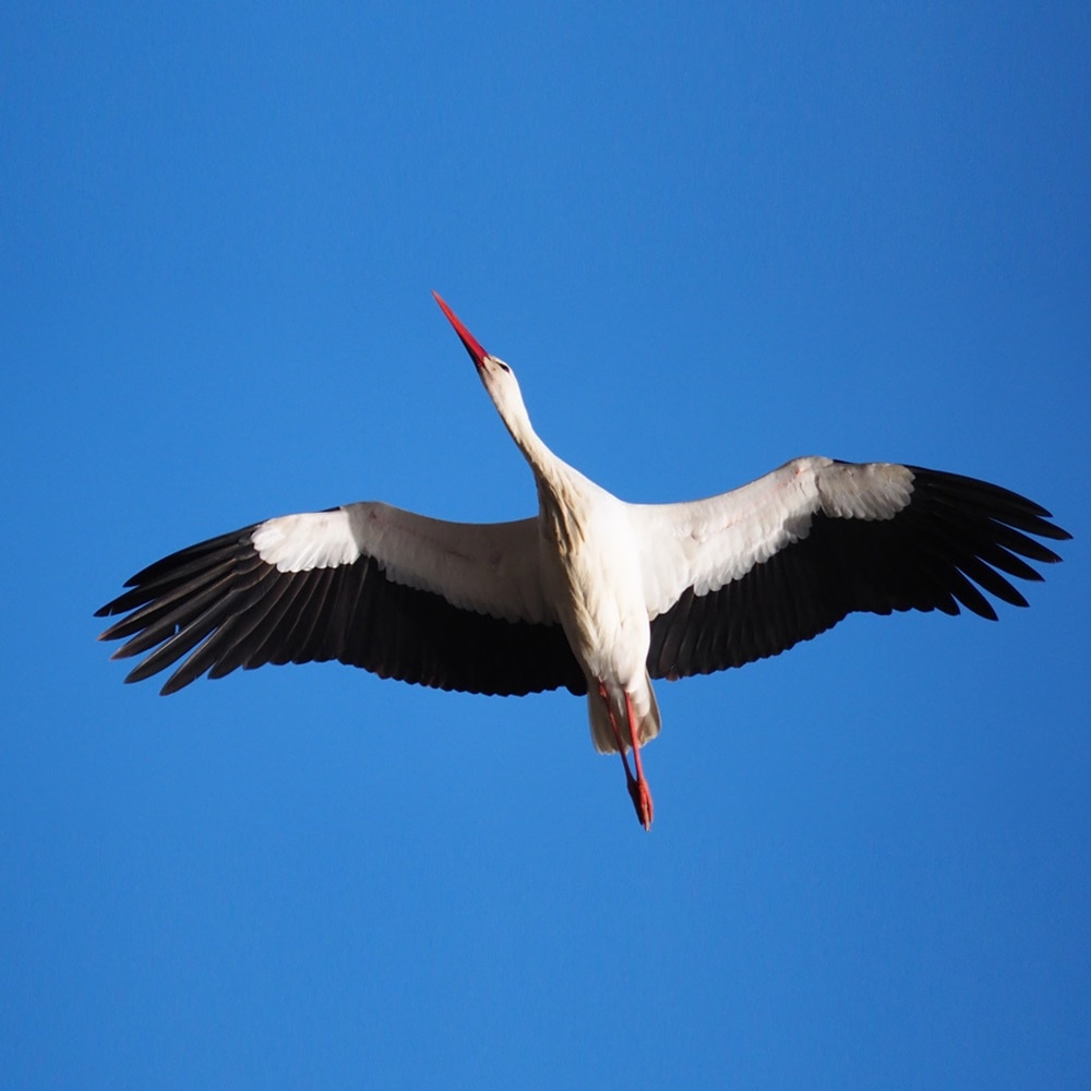cigogne en vol dans un ciel bleu azur sans nuage