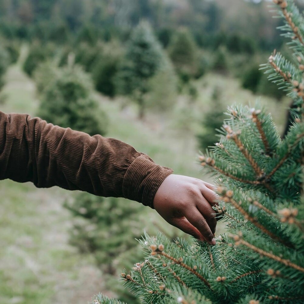 main touchant les aiguilles d'un sapin dans une sapineraie