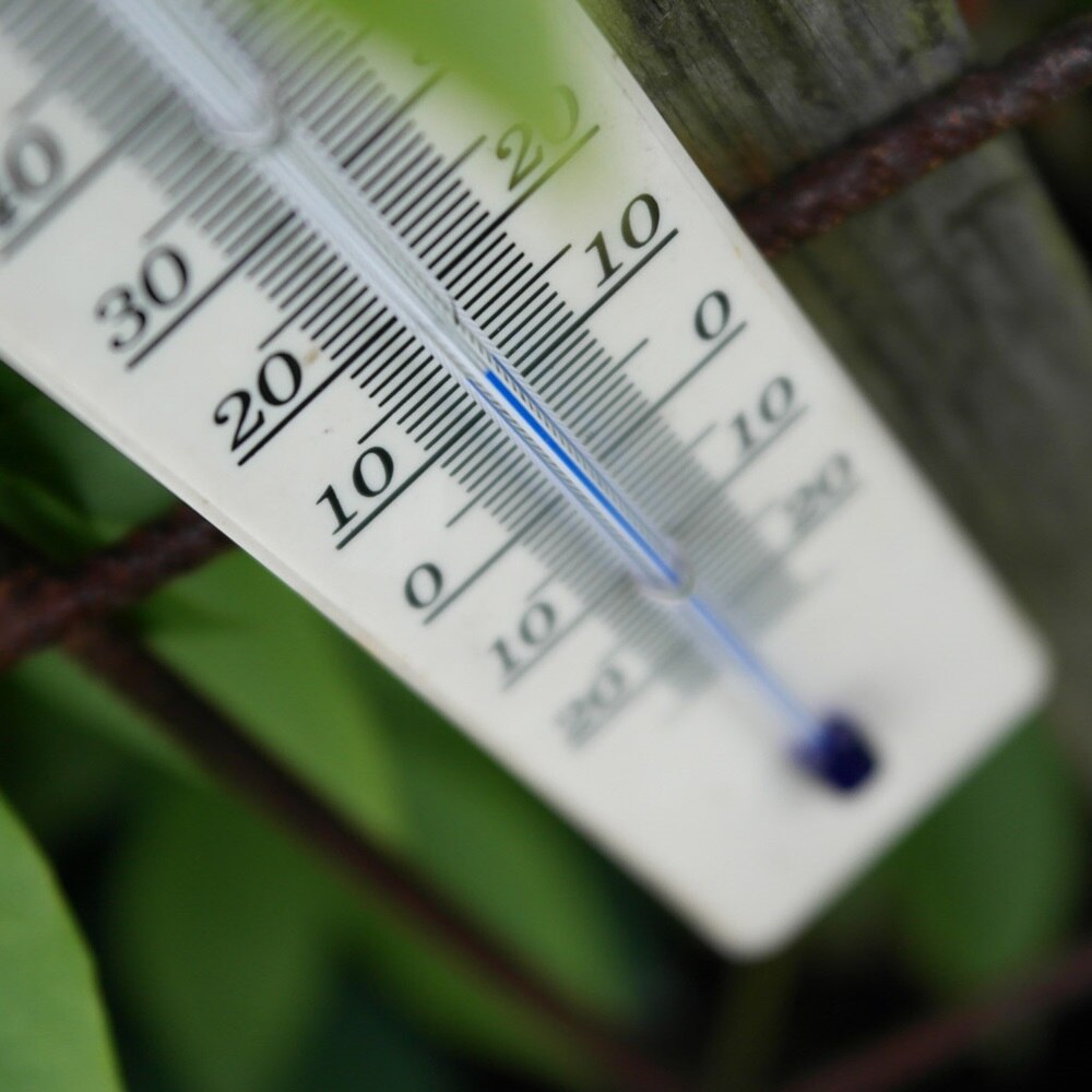 thermomètre extérieur accroché dans un arbre et indiquant 12°C