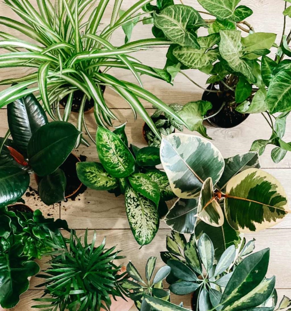 Un intérieur déco en mode jungle urbaine remplis de plantes grasses ou tropicales