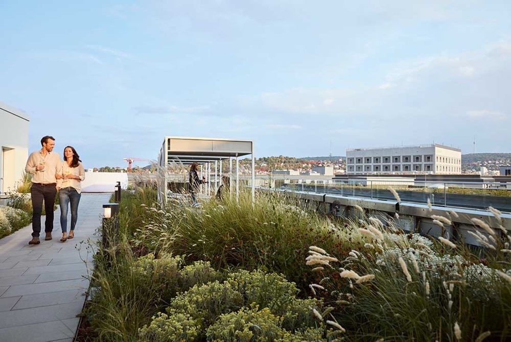 duurzaamheid daktuin