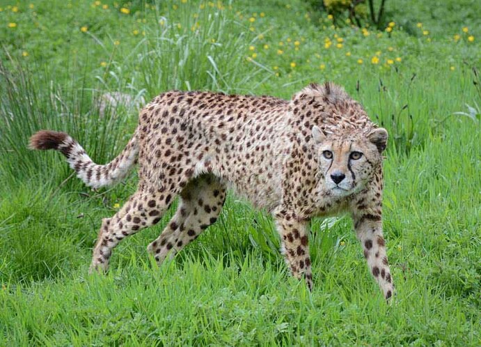 Dartmoor Zoo